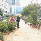 春回大地 花卉苗木销售旺