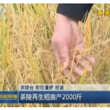 【株洲新闻联播】茶陵再生稻亩产2000斤