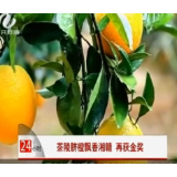 【株洲法制民生24小时】茶陵脐橙飘香湘赣 再获金奖