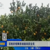【株洲晚间报道】茶陵脐橙飘香湘赣再获金奖