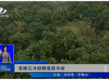 【株洲晚间报道】茶陵石冲脐橙喜获丰收