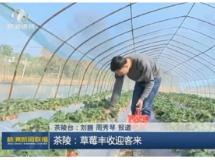 【株洲新闻联播】茶陵：草莓喜丰收 甜蜜迎客来