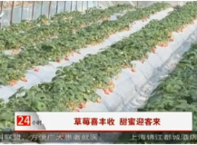 【株洲法制民生24小时】草莓喜丰收 甜蜜迎客来