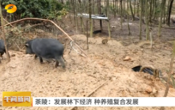 【午间新闻】茶陵：发展林下经济 种养殖复合发展