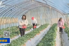 【株洲晚间报道】茶陵草莓喜丰收 甜蜜迎客来