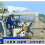 【株洲晚间报道】“立夏到 油菜倒”丰收榨油忙
