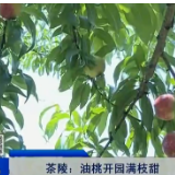 【株洲晚间报道】茶陵：油桃开园满枝甜