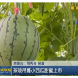 【株洲新闻联播】茶陵吊蔓小西瓜甜蜜上市