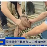 【株洲晚间报道】茶陵同步开展鱼类人工增殖放流