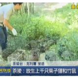 【株洲新闻联播】茶陵：放生上千只果子狸和竹鼠