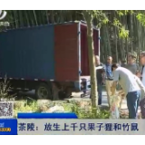 【株洲晚间报道】茶陵：放生上千只果子狸和竹鼠