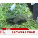 【株洲公共频道24小时】茶陵县：放生千余只果子狸和竹鼠