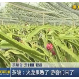 【株洲新闻联播】茶陵：火龙果熟了 游客们来了