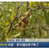 【株洲新闻联播】茶陵：枣市镇的枣子熟了