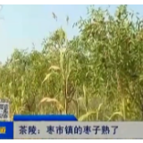 【株洲晚间报道】茶陵：枣市镇的枣子熟了