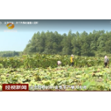 【经视新闻】株洲茶陵：香芋香飘粤港澳大湾区