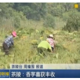 【株洲新闻联播】茶陵：香芋喜获丰收