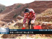 【茶闻天下】茶陵：小茶叶绿了青山富了民