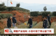 【株洲法制民生24小时】调整产业结构 小茶叶绿了青山富了民