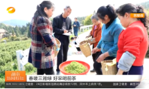 【湖南新闻联播】春暖三湘绿 好采明前茶