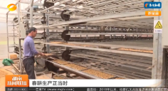 【湖南新闻联播】春耕生产正当时