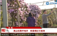 【株洲法制民生24小时】茶陵：高山杜鹃平地开 姹紫嫣红引客来
