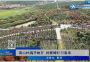 【株洲晚间报道】高山杜鹃平地开 姹紫嫣红引客来