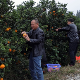 茶陵:3000亩石冲脐橙喜获丰收