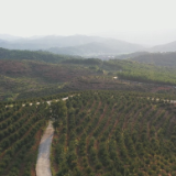 【新闻深一度】茶陵县高标准发展油茶产业见成效