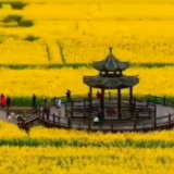 视频 | 2021年湖南茶陵“农商行杯” 第七届油菜花节抖音大赛发奖啦！