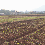 虎踞：全力推进耕地保护工作落地见效