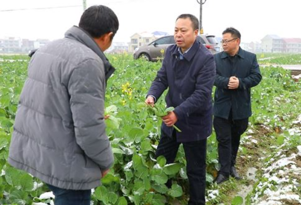 茶陵：农技专家田间支招 确保果蔬安全越冬