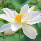 茶陵：千亩荷塘别样美 “莲”通乡村致富路