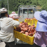 腰潞镇睦兴村：黄桃成熟季 采摘正当时