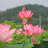 县融媒发力  “趣”村游出圈