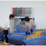 茶陵：“绿叶”变“金叶” 烤烟全面开秤收购