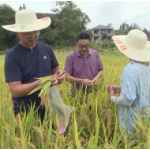省植保研究所专家“田间问诊” 为水稻管理开“良方”