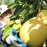 腰潞镇：“柚惑”难挡！三红蜜柚抢先上市