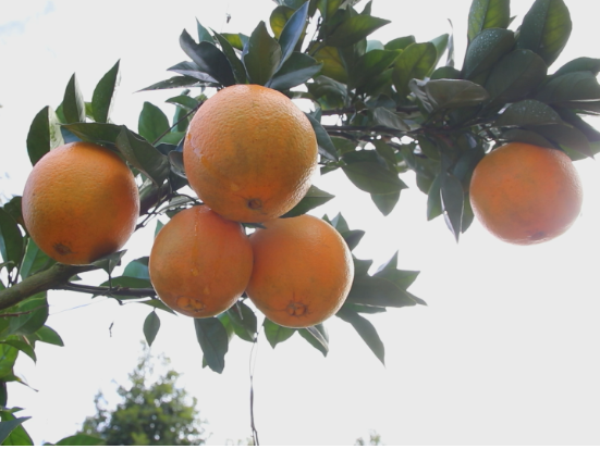 【画卷•乡村振兴】秩堂镇毗塘村：百亩脐橙迎丰收