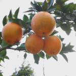 【画卷•乡村振兴】秩堂镇毗塘村:百亩脐橙迎丰收