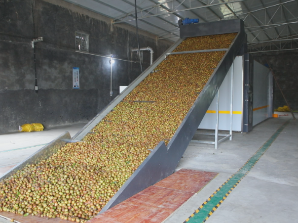 24小时脱壳10吨油茶果 省时省力又省心