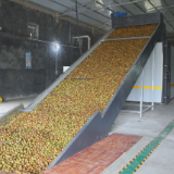 24小时脱壳10吨油茶果 省时省力又省心