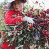【画卷•乡村振兴】枣市镇:400亩玫瑰茄红遍田野 喜获丰收
