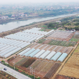 【答卷•产业提效】设施农业加码 茶陵蔬菜产业集群升级提速