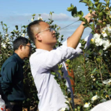 专家下沉“把脉” 护航油茶产业健康发展