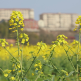春日来信！油菜花海盛装迎客