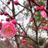 春日好风光 梅花点点开