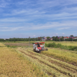 【画卷•乡村振兴】稻浪滚滚谷飘香 茶陵18.42万亩中稻收割忙