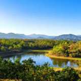 来来来！一“脐”寻味茶乡“橙”意助农~