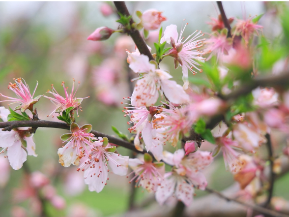 百亩桃花绽春意  十里芳菲引游人
